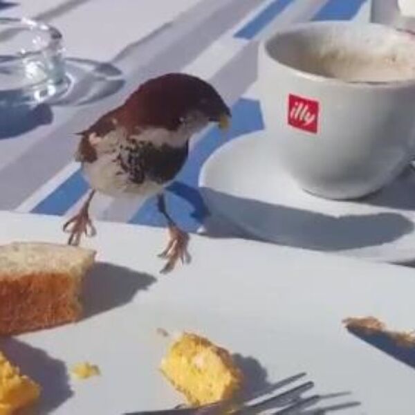 Vrabac sleteo na sto, pa postao napravio potez decenije: Od miline snimak ćete gledati iznova i iznova... (VIDEO)