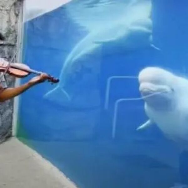 Violinista je prišao ogromnom akvarijumu i počeo da svira: Ono što se desilo otopiće najtvrđa srca, pogledajte samo