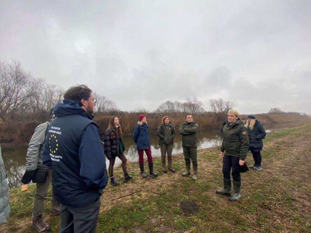 Obedska bara, Bivoli