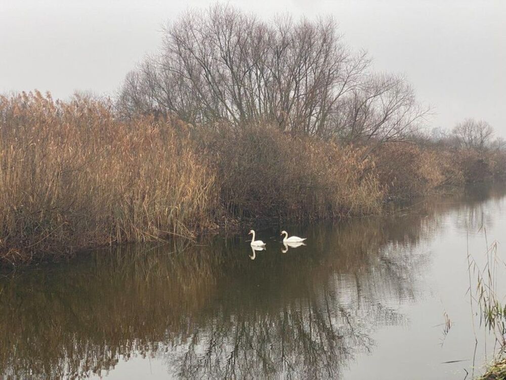 Obedska bara, Bivoli