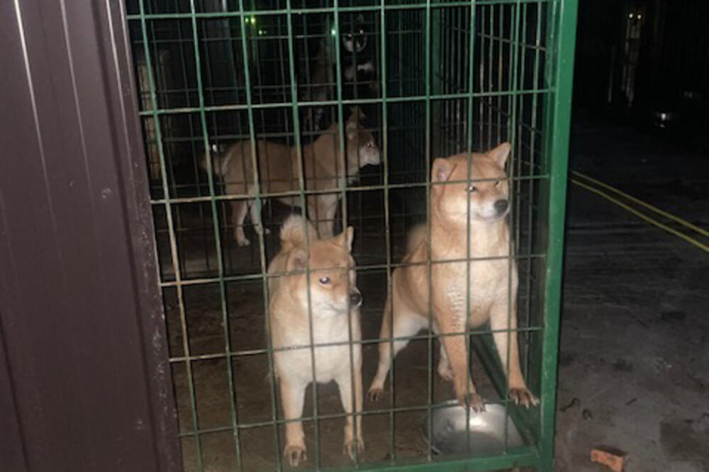 Palo hapšenje: Otkrivena nova ilegalna odgajivačnica pasa!