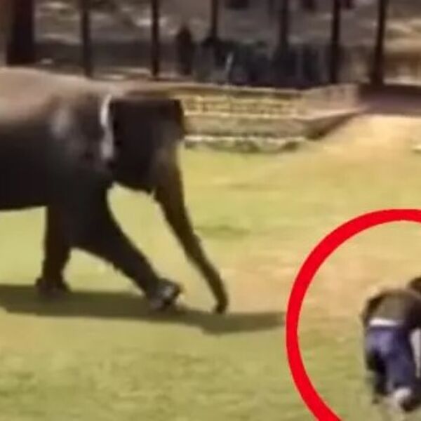 Čuvar je brinuo o slonu 17 godina, a jednog dana su ga napali: Životinjina reakcija će vas zaprepastiti (VIDEO)