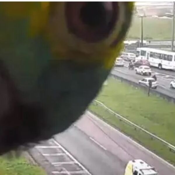 Kamera je snimala prizor, kada se ispred nje pojavila ova životinja: Ljudi plaču od smeha, pogledajte i zašto