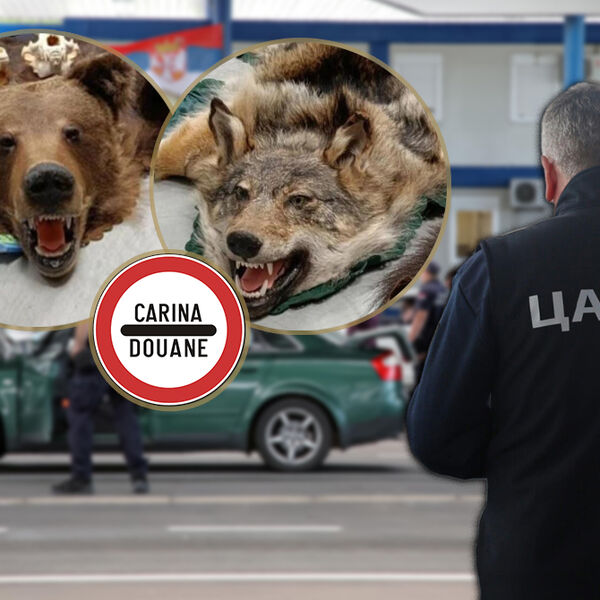 Carinici zaustavili autobus, pa se umalo srušili: Zanemeli od šoka zbog onog što su videli, da li je realno? (FOTO)