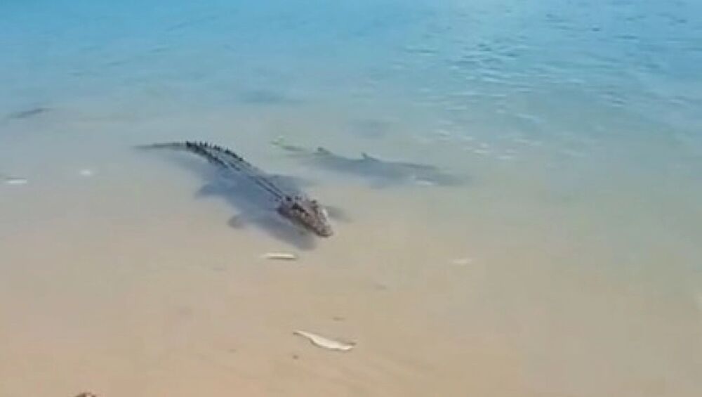 Krokodil