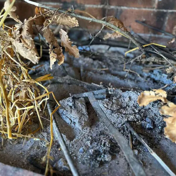 NE SMETE DA IGNORIŠETE! Uz badnjak UVEK ide i ova biljka - ne vraćajte se kući bez nje - BOŽIĆ NEĆE IMATI SMISLA