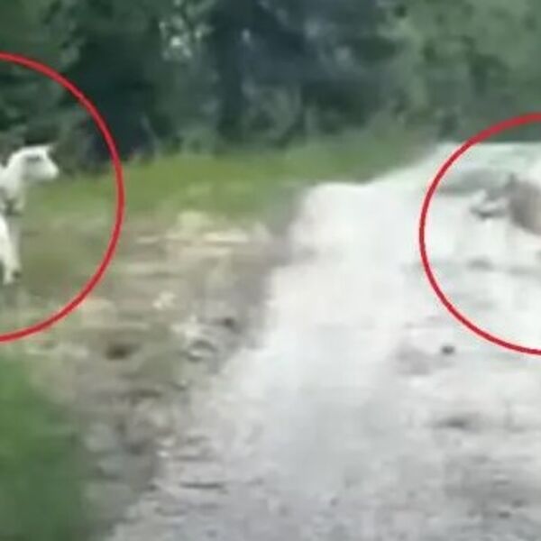 Vuk je krenuo u krvoločan napad na malo, nezaštićeno jagnje: Zbog onoga što se dogodilo, naježićete se, bukvalno