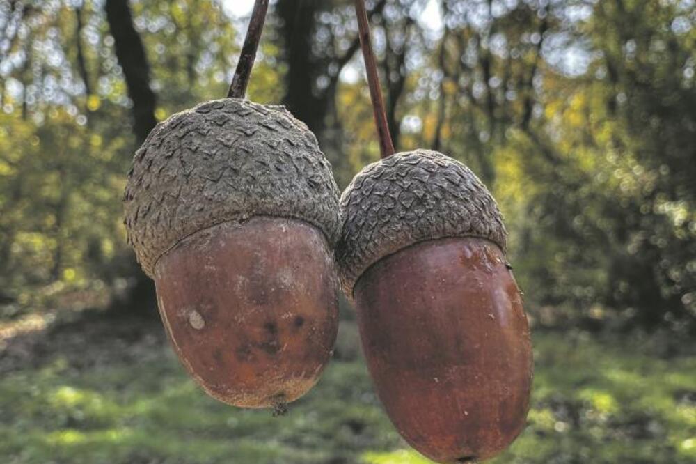 NOVE ŠUME: Sakupljanjem semena i pošumnjavanjem projekat “Zasadi drvo” doprinosi obnovi šumskih ekosistema