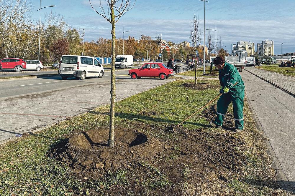 Novi Sad bogatiji za 31 lipu: Sadnja u okviru projekta „Zasadi drvo“ doprinosi urbanoj ekologiji