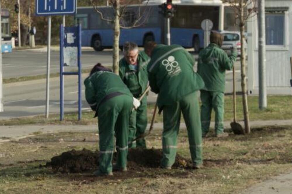 31 LIPA ULEPŠALA JE BULEVAR JOVANA DUČIĆA U SRPSKOJ ATINI! Očekuje se da će broj posađen stabala dostići milion