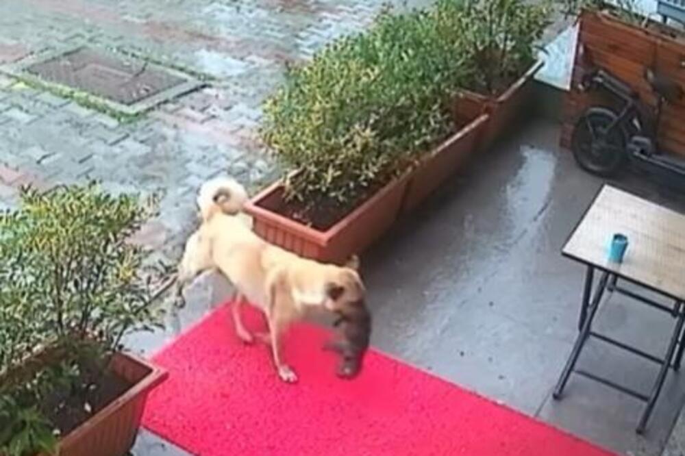 Trenutak kada je zatražila pomoć, noseći svoje štene u zubima zabilježila je sigurnosna kamera, a snimak je ubrzo postao viralan