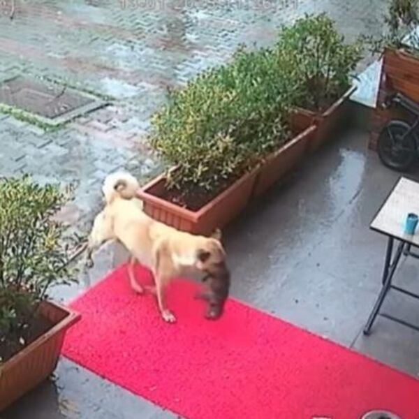 Štene se smrzavalo, a onda je majka uradila nešto zbog čega svima kreću suze: Nećete verovati svjim očima (VIDEO)