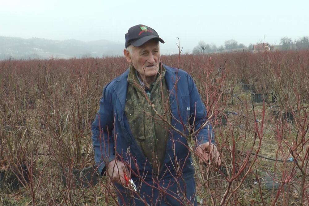 Ova voćka zahteva posebnu pažnju, ne zovu je džabe "plavo zlato" : Milorad sa 80 godina i dalje ne odustaje od rada