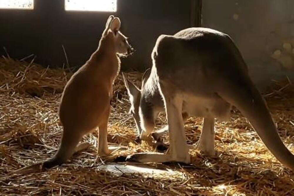 Beogradski Zoo vrt dobio prinovu: Rodio se kengur, evo kako možete kumovati njegovom imenu (VIDEO)