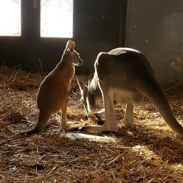 Zašto kengur ne može da hoda i da skoči unazad? Nema šanse da znate za RAZLOG - promene su baš OGROMNE