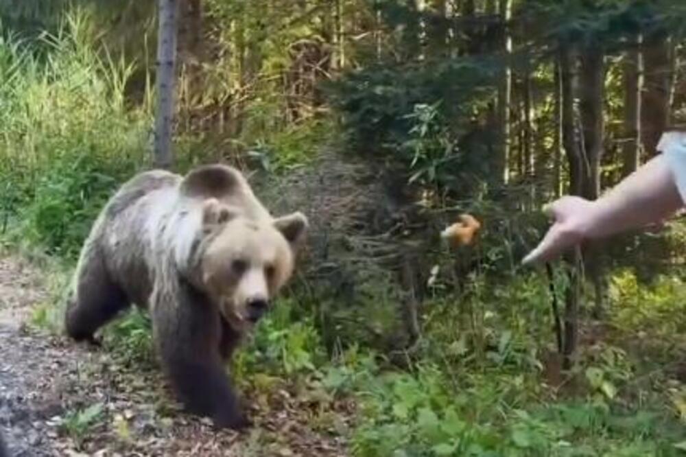 Hteo da nahrani divljeg medveda, pa usledio brutalan napad: Nije imao šansu, sve se odigralo u sekundi