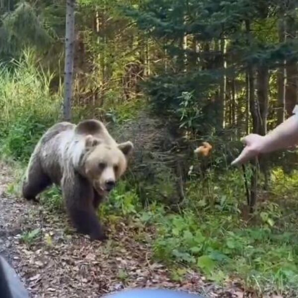 Hteo da nahrani divljeg medveda, pa usledio brutalan napad: Nije imao šansu, sve se odigralo u sekundi