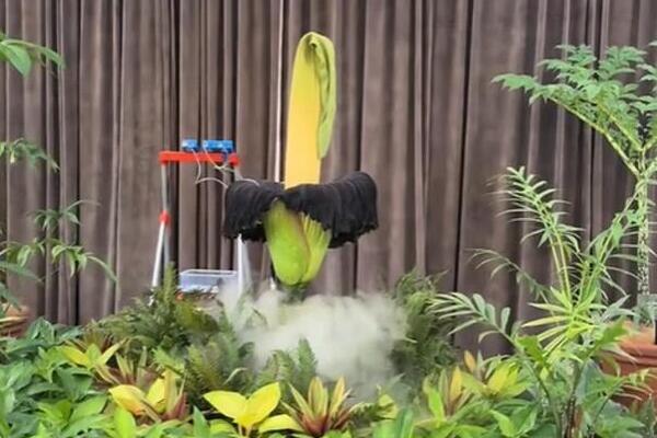 Srpkinja prisustvovala fenomenu: Posle 15 godina procvetao ''leš cvet'', a zbog ove stvari je poseban! (VIDEO)