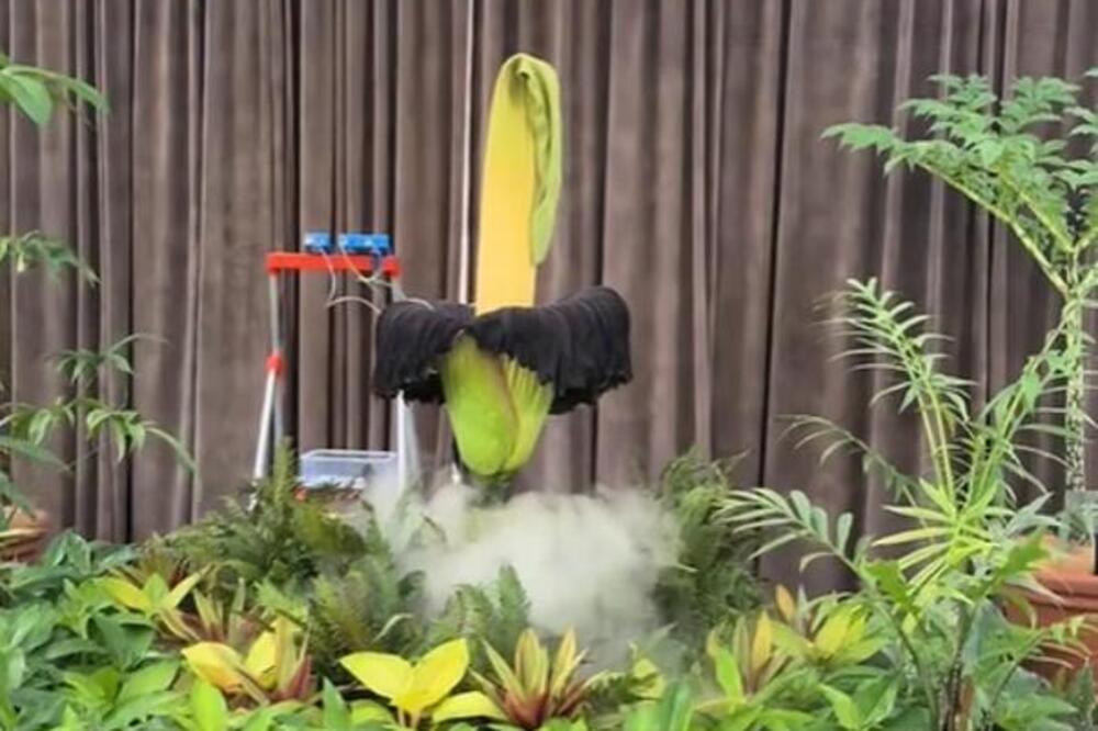 Srpkinja prisustvovala fenomenu: Posle 15 godina procvetao ''leš cvet'', a zbog ove stvari je poseban! (VIDEO)