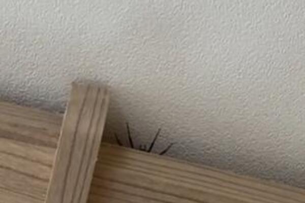 Videla na plafonu džinovskog pauka, ali nije htela da ga dira: Ubrzo se gorko pokajala, usledio horor