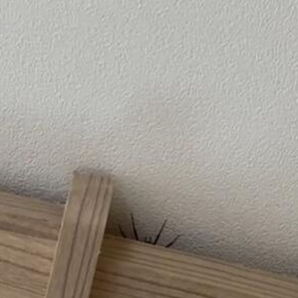 Videla na plafonu džinovskog pauka, ali nije htela da ga dira: Ubrzo se gorko pokajala, usledio horor