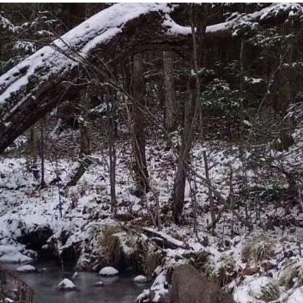 Retko ko može da uoči obe mačke na ovoj slici: Proverite da li spadate u posebnu grupu (FOTO)