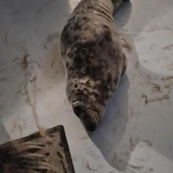 Ušao u hotelsku sobu pa ugledao uljeza na podu! Kad je saznao šta je, jedva došao sebi od šoka