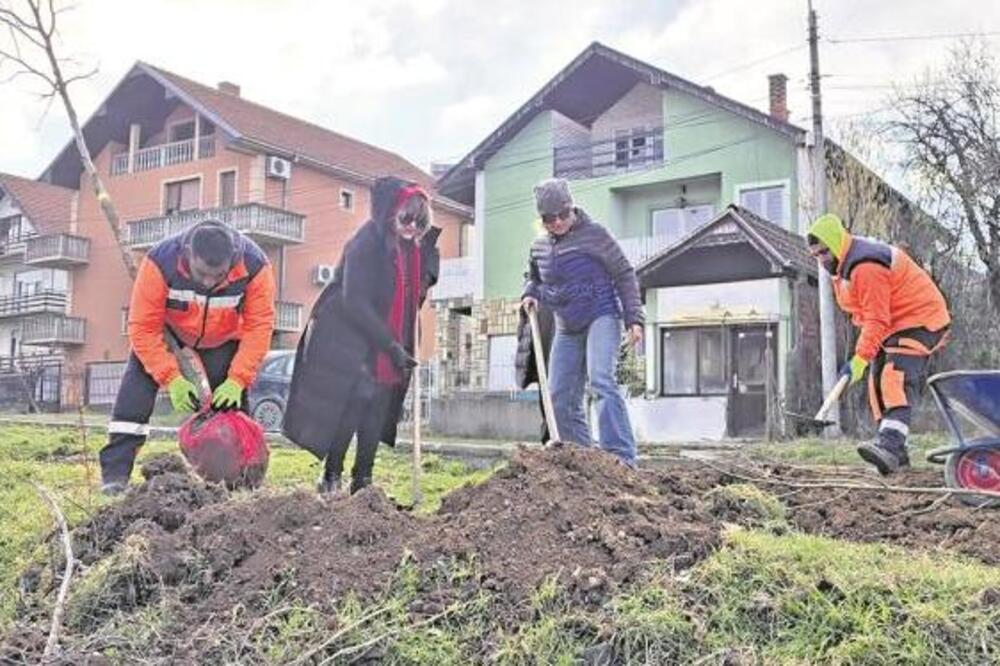 Ozelenjavanjem do čistijeg Niša: 25 stabala lišćara za unapređenje životne sredine kroz projekat "Zasadi drvo"