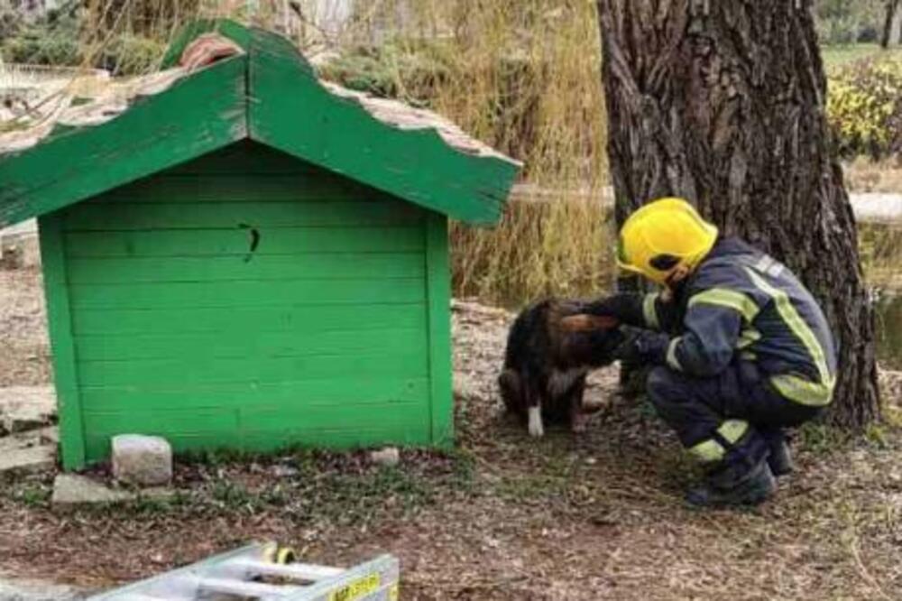 Sam stoji pored drveta, nemoćan da se vrati: Vatrogasci spasioci bez oklevanja krenuli u akciju (FOTO)