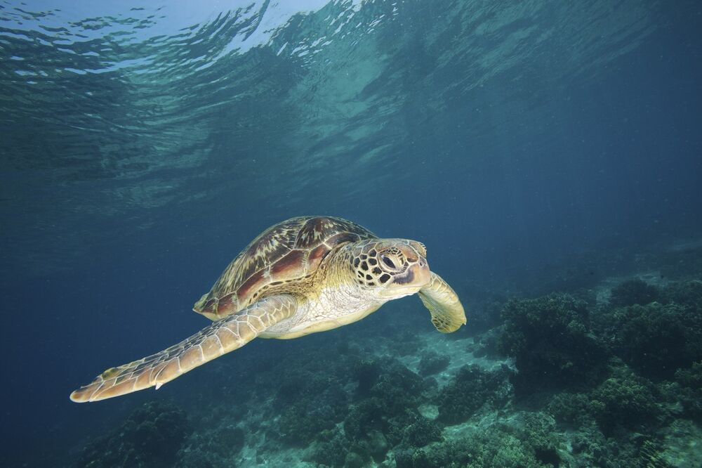 Kornjača, Okean, More