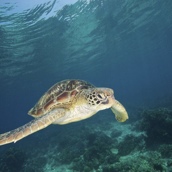Hteli da snimaju krišom pa se šokirali za sva vremena: Kada su kameru postavili na kornjaču svet im se okrenuo
