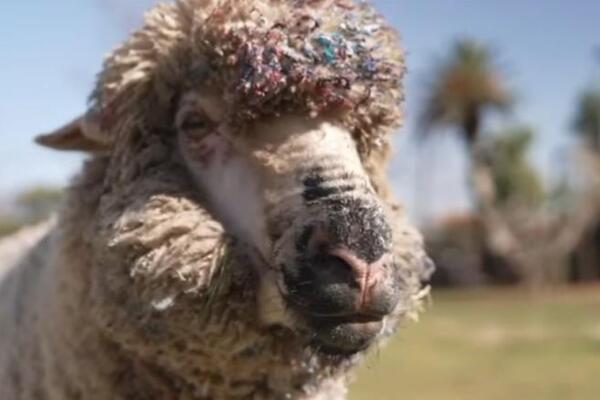 Muškarac imao nesvakidašnji incident sa ovcom: Policija u Marseju odmah reagovala! (VIDEO)