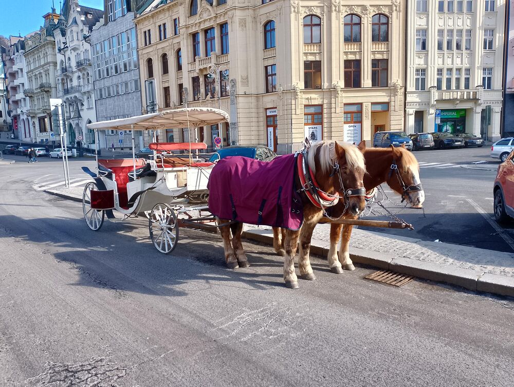 Kočije za iznajmljivanje