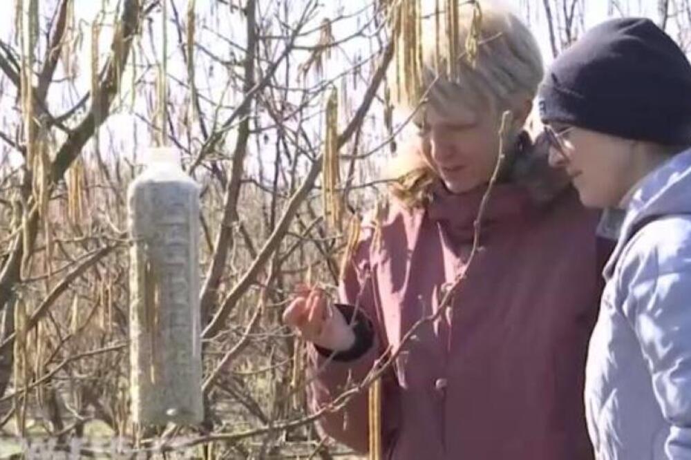 Radmila i Miodrag iz Beograda razvili dobar biznis: Imaju plantažu lešnika na dedovini, a ptice su im pomoćnici
