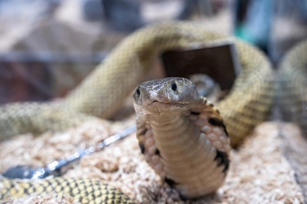 Da li je ovo moguće? Probao meso kobre pa sve šokirao: Evo kakvog je ukusa, malo ko bi smeo da pojede zmiju