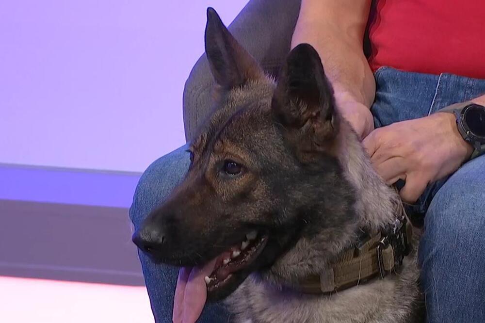 Cela Srbija priča o Ikoni! Ovaj pas je našao nestalu devojčicu na Ubu, čim ju je osetio, uradio je 1 stvar (FOTO)