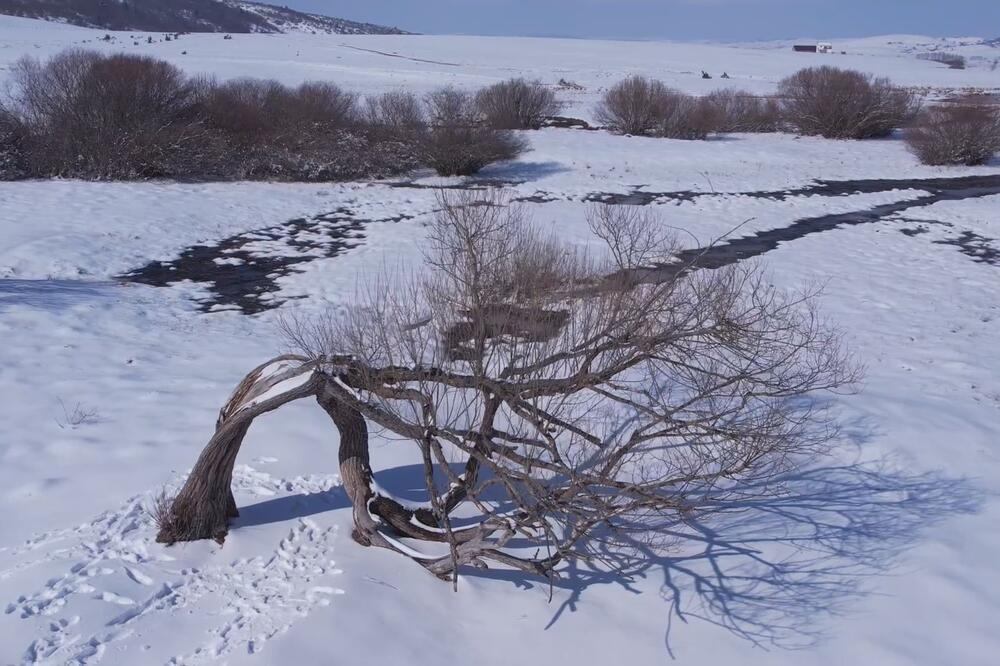 Ovo je čuveno "drvo ljubavi" na Pešteru: U njega 3 puta udario grom, posetioci ga grle i ljube - jedno fascinira