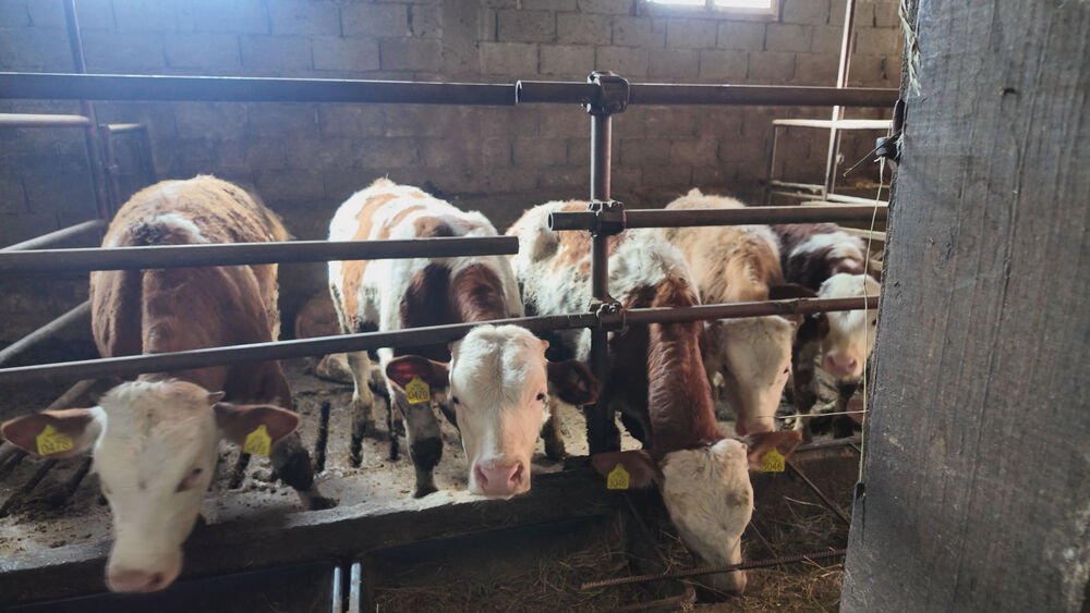 Krave u štali