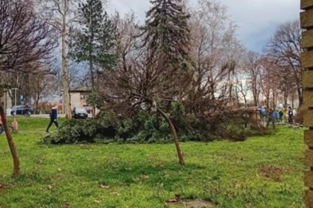 Srbi van sebe zbog fotke iz šume! Danima gledaju i ne pronalaze ono što se krije! "Vi mene za***avate" (FOTO)
