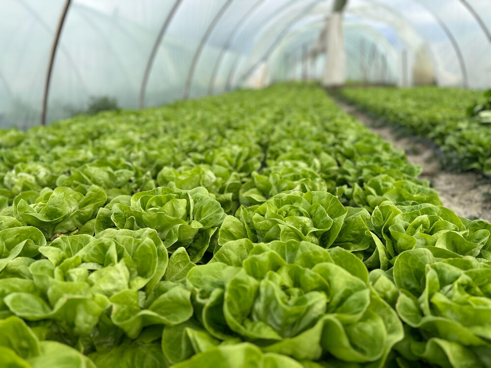 Uzgajanje zelene salate u plasteniku