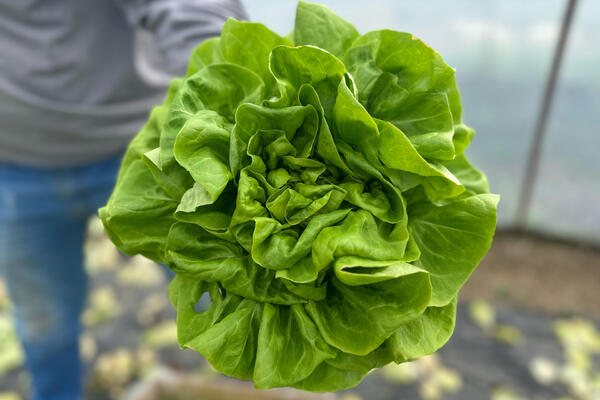 Evo kako da zelena salata ostane sveža i do 15 dana: Trik koji je zadivio domaćice