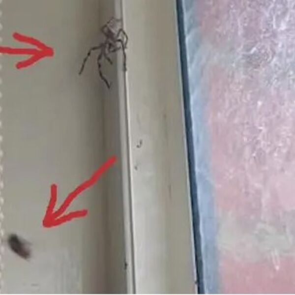 Muva je letela, ne sluteći da će za sekund biti mrtva: Ogroman predator prišao je i skinuo u letu (VIDEO)