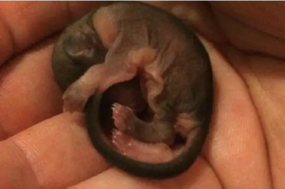 Našao je ovo stvorenje nasred ulice i poneo ga kući: Kad je video u šta raste, slošilo mu se od šoka (FOTO)