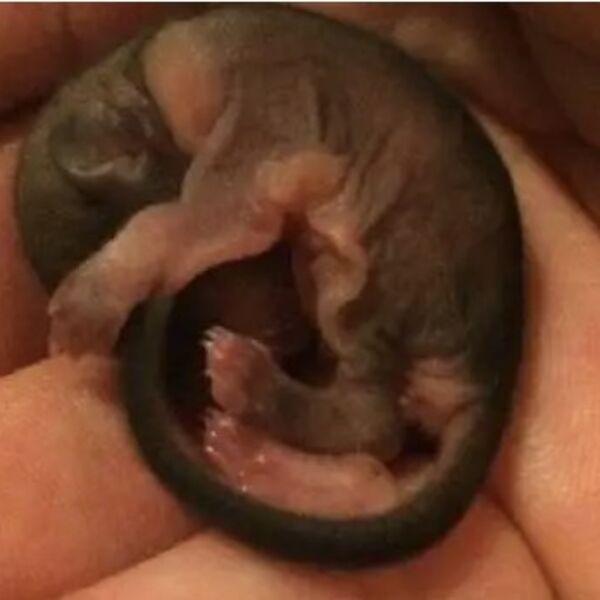 Našao je ovo stvorenje nasred ulice i poneo ga kući: Kad je video u šta raste, slošilo mu se od šoka (FOTO)