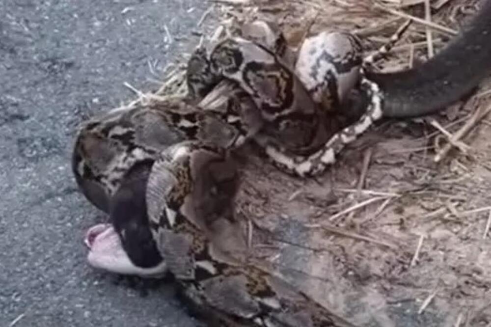 Stravičan snimak borbe pitona i kobre! Krvoločne ZMIJE se BORE ko će koga POJESTI! Evo ko je pobedio na kraju