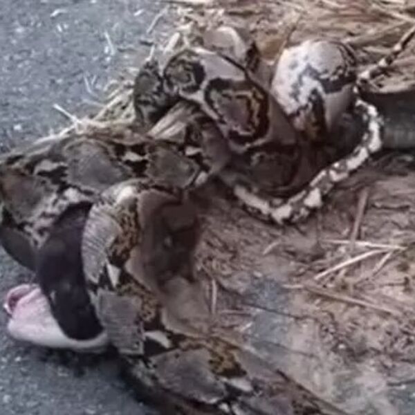 Stravičan snimak borbe pitona i kobre! Krvoločne ZMIJE se BORE ko će koga POJESTI! Evo ko je pobedio na kraju