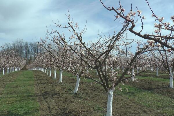 Voće cveta prerano, a jaki mrazevi uništavaju plod: Aleksandar od 20 tona ubrao samo 20 kilograma KAJSIJA