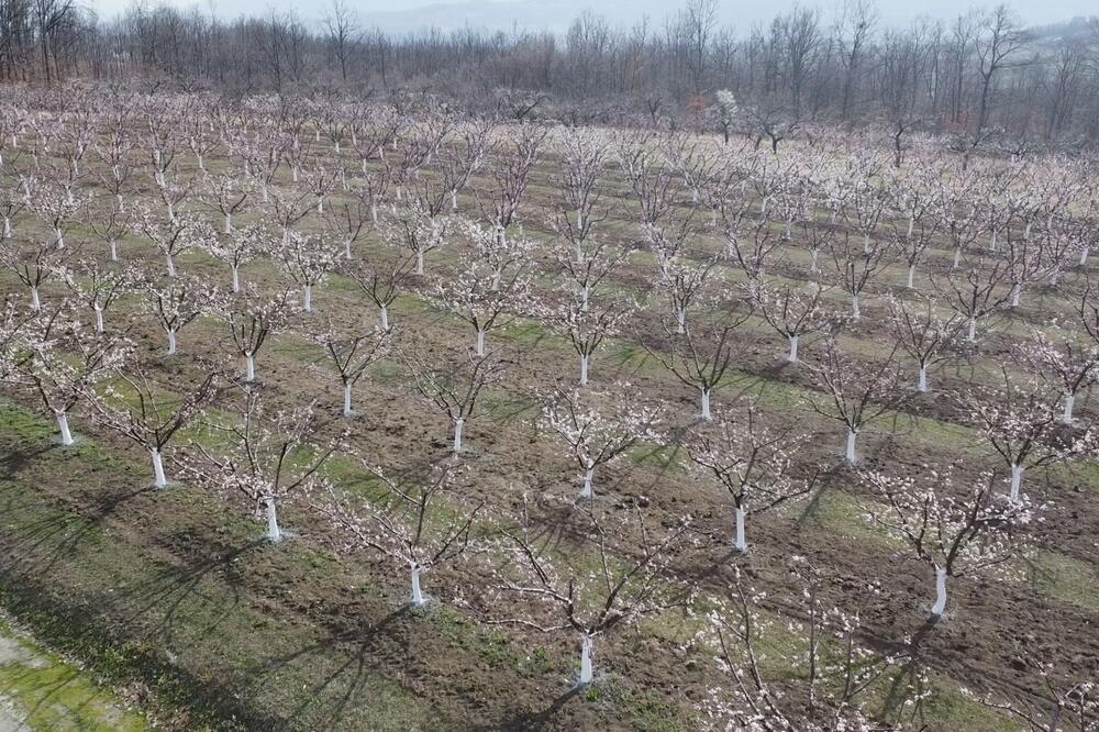 Rani mrazevi skoro potpuno uništili ovogodišnji rod ove voćke: U Čačku je neće biti ni za rakiju, ni za džem (FOTO)