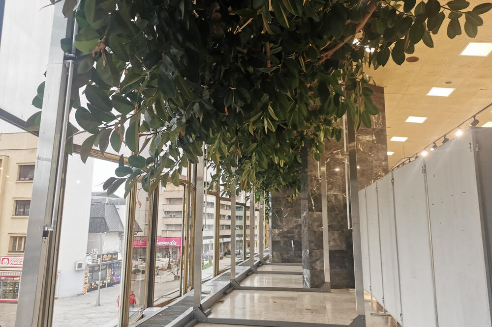 Fascinatni čačanski fikus slavi 54. rođendan: Žene čekaju u redu da uzmu pelcer ove biljke (FOTO)