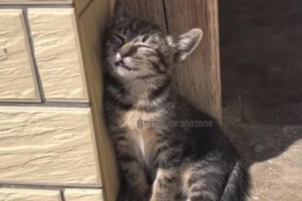 "Kad se sastave zimska depresija i prolećni umor" Mače zasmejalo pola Srbije, da li je moguće da se ovo desilo?